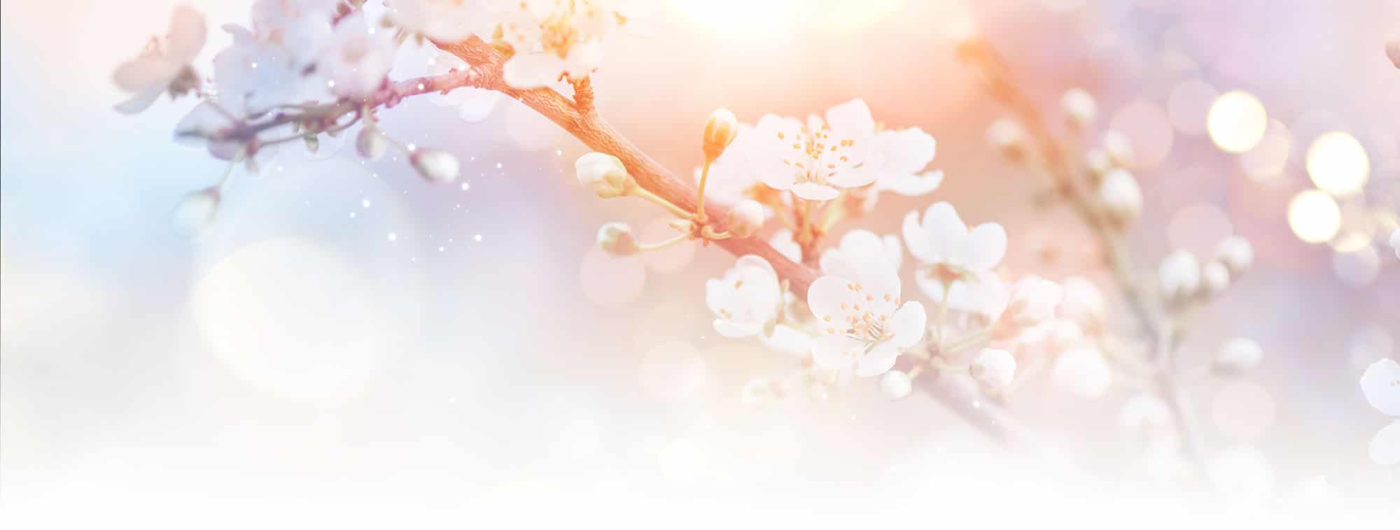 Spring Nature Easter art background with blossom. Beautiful natu